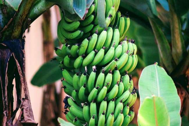 formas de madurar bananas