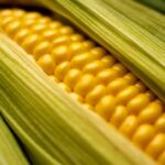 Los mejores condimentos para el maíz y cómo condimentarlo