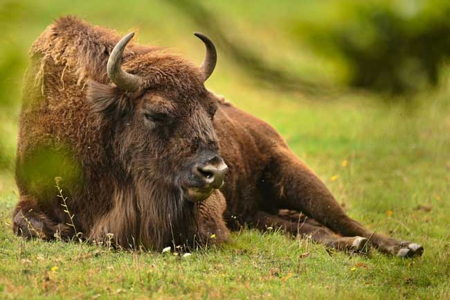 A qué sabe el búfalo