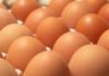 Distintos métodos de conservar los huevos de una forma segura
