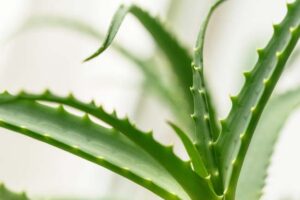 Â¿Es fÃ¡cil plantar Aloe Vera en casa?