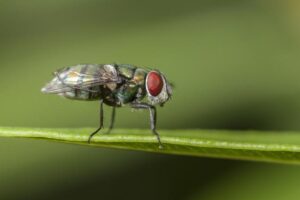 Cómo deshacerse de las moscas de la fruta